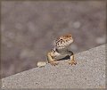 Collard lizard